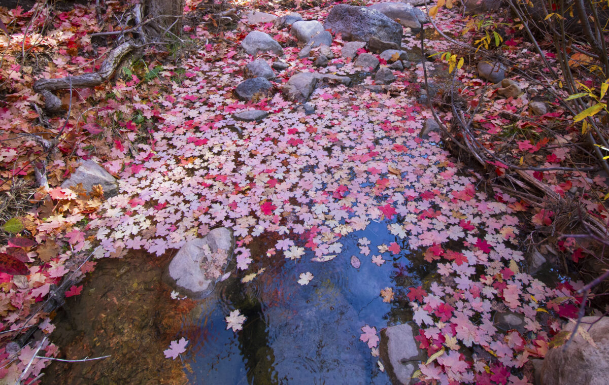 canyoneering battle creek 016