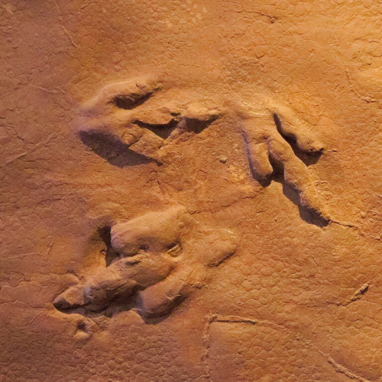 Dinosaur print