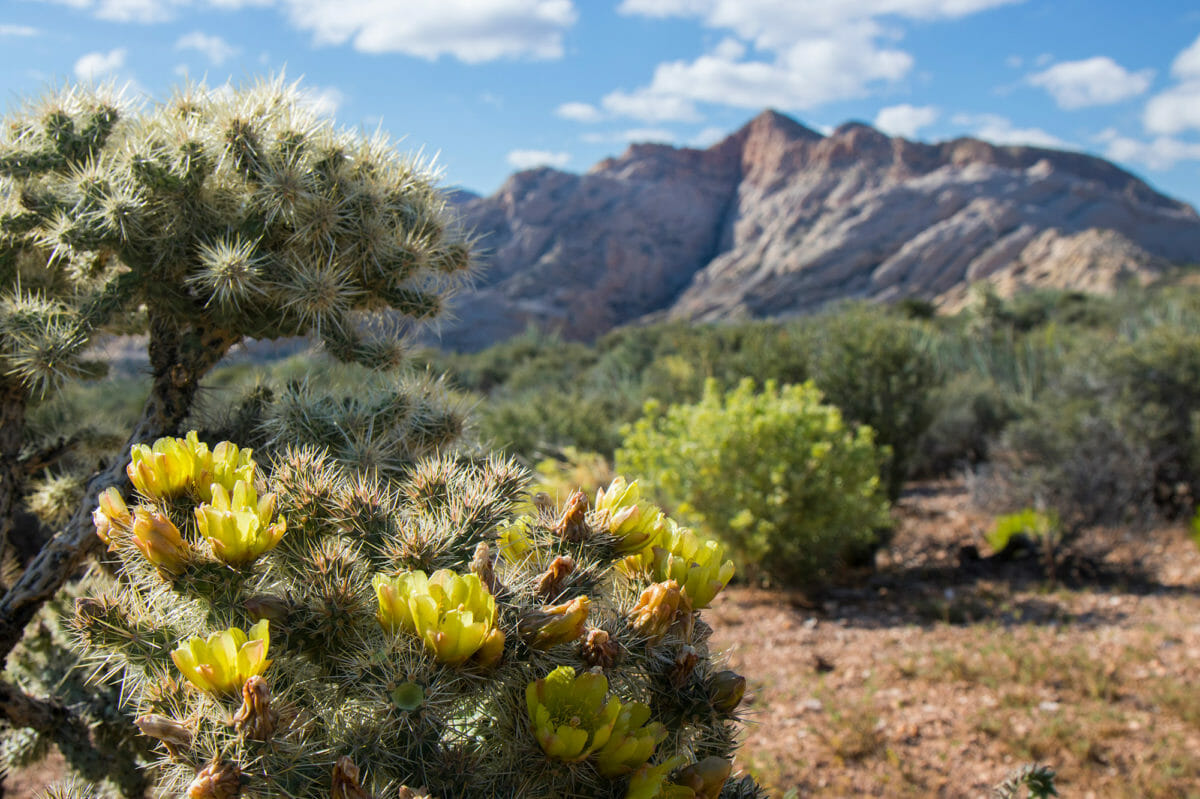The Desert Southwest Tour: St. George to Zion