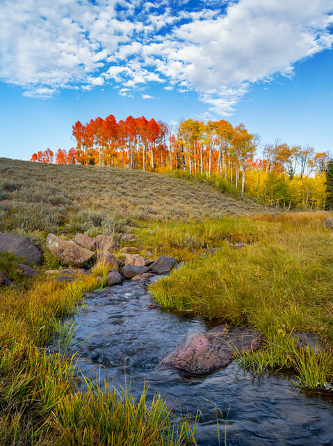 Colorful aspen trees lining green, grassy meadow. Photo Credit: Nathan Wotkyns