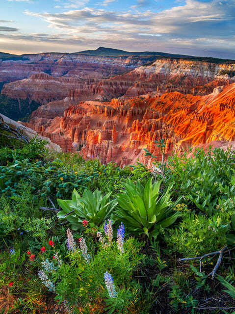 Colorful flowers and plants in foreground with jagged, red rock formation in background. Photo Credit: Nathan Wotkyns