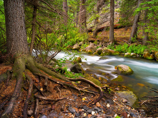 Roots from a tree reaching for a flowing river. Photo Credit: Nathan Wotkyns