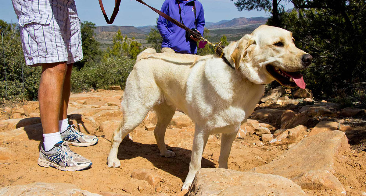 White dog on leash